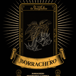Borrachero