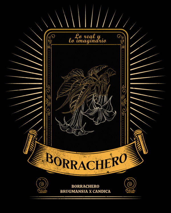 Borrachero