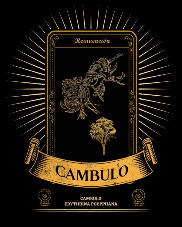 Cámbulo
