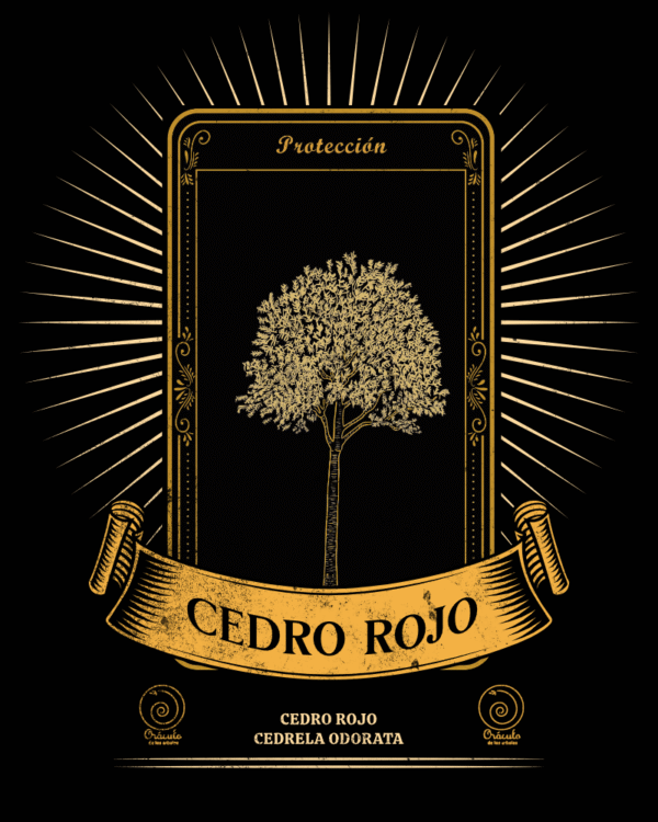 Cedro