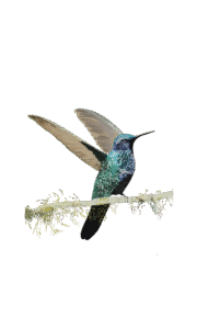 Colibrí_Rutilante